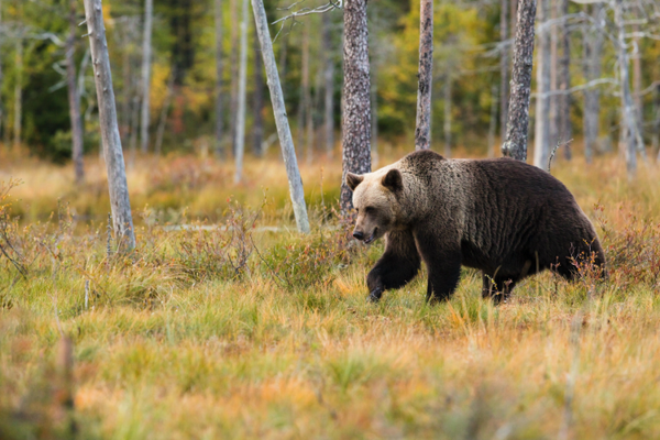 5 Ways To Get Involved On World Wildlife Day